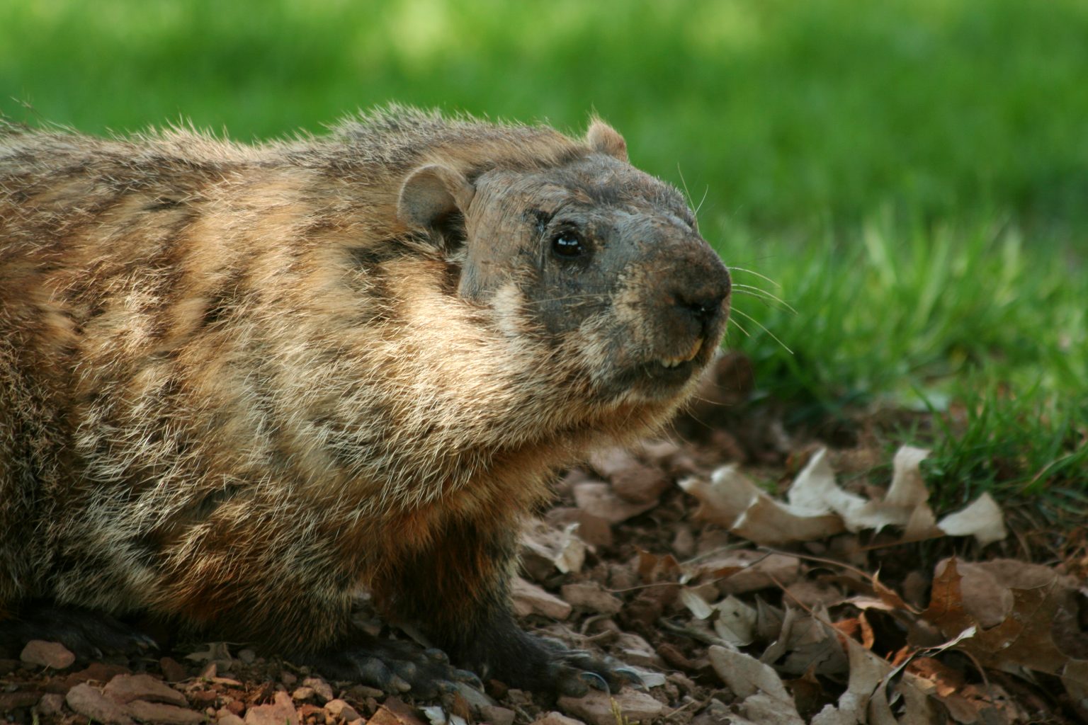 Do Woodchucks Hibernate?