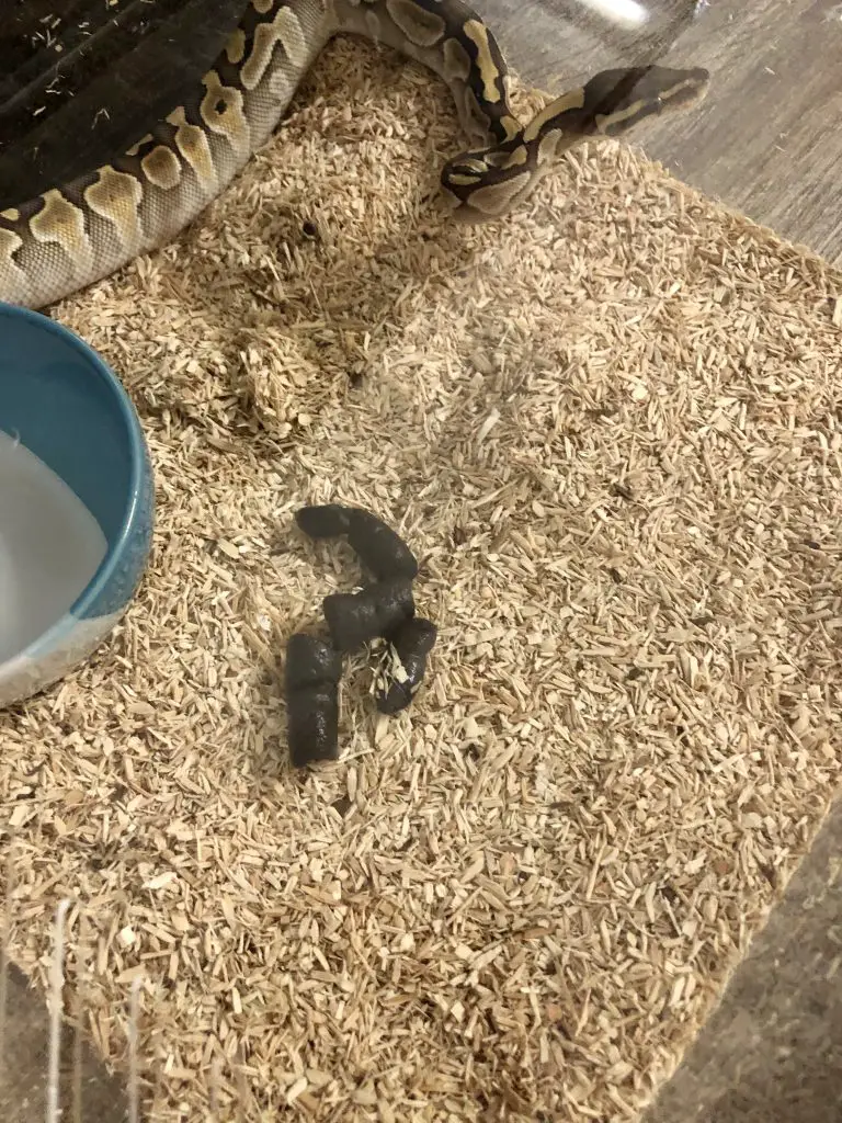 lesser ball python with stool feces poop