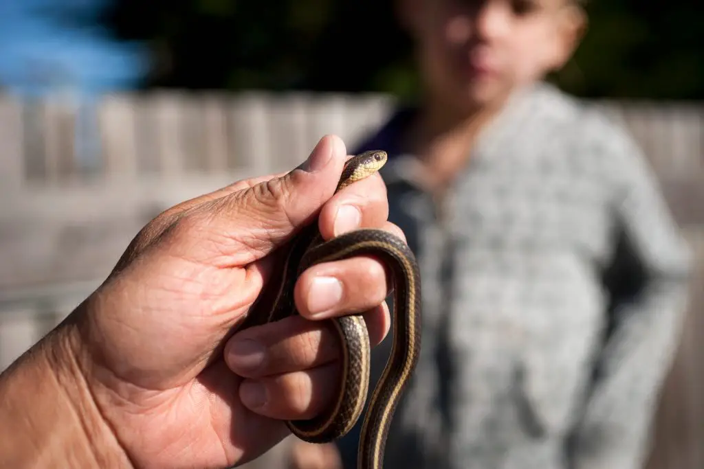 man holding snake 2021 11 11 00 53 06 utc