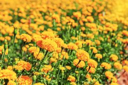 marigolds in the garden scaled e1646858415696