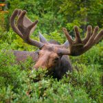 moose close up near long lake trail colorado
