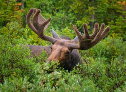 moose close up near long lake trail colorado scaled e1647298978566