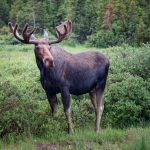 moose near long lake trail colorado