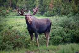 moose near long lake trail colorado scaled e1647350692868