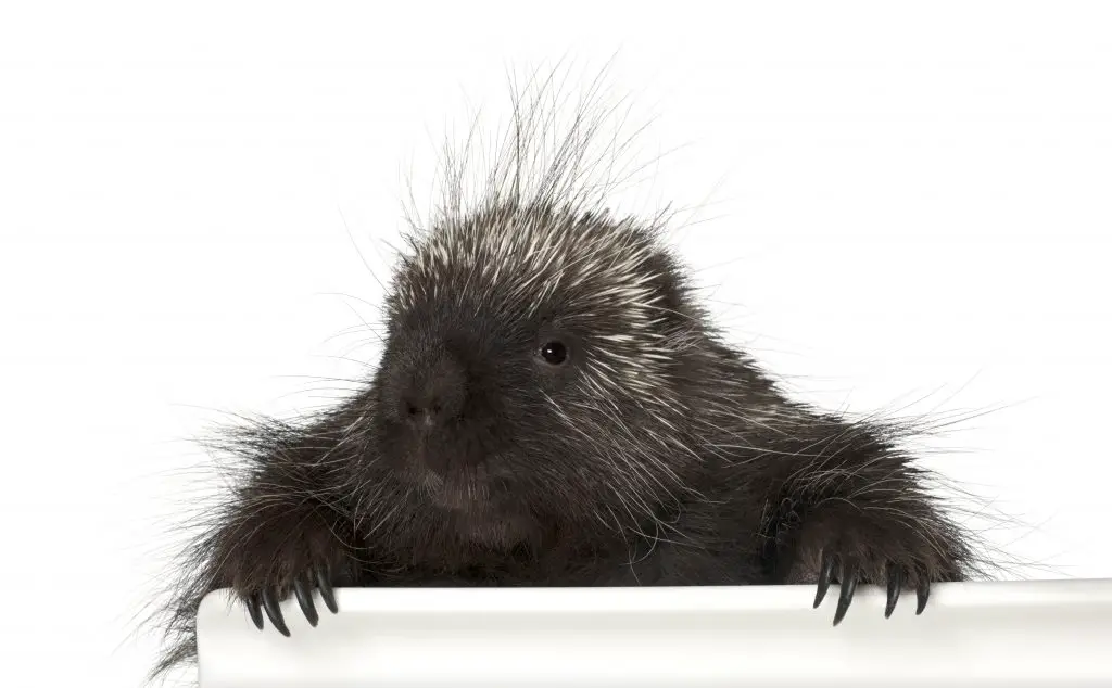 portrait of north american porcupine erethizon