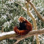red panda climbs a tree in winter with green bushe