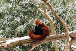 red panda climbs a tree in winter with green bushe scaled e1648495170560