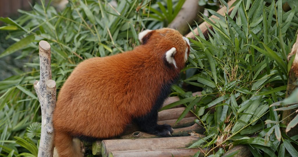 red panda eat bamboo