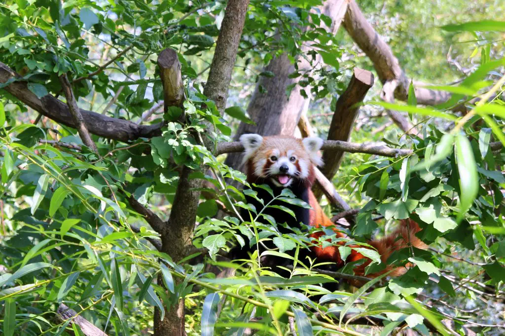 travel to vienna austria the red panda