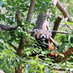 travel to vienna austria the red panda