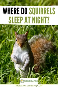 Where Do Squirrels Sleep At Night? ????️ (Answered) - WildLifeFAQ