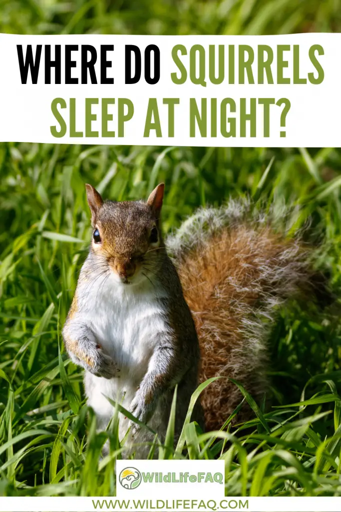 Where Do Squirrels Sleep At Night? ????️ (Answered) WildLifeFAQ