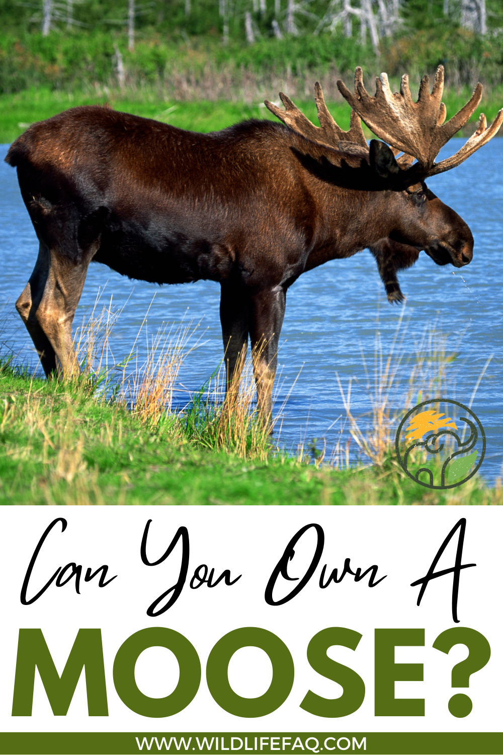 Can You Own A Moose? WildLifeFAQ