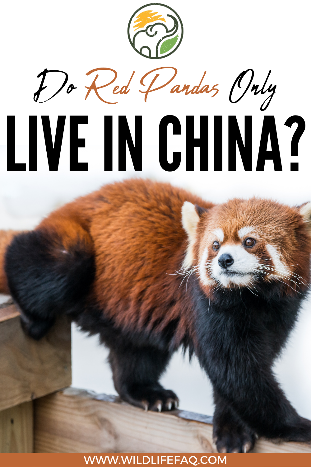 Do Red Pandas Only Live In China? - WildLifeFAQ