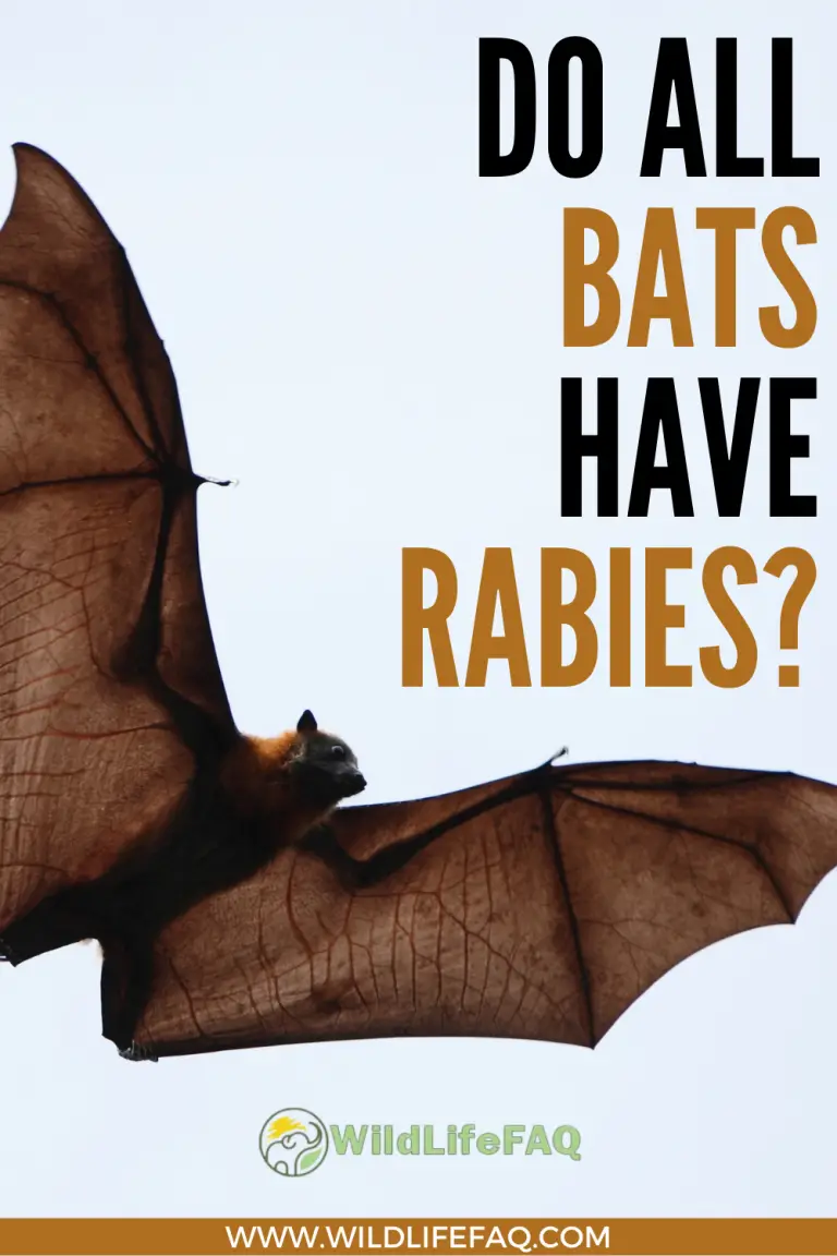 Do All Bats Have Rabies? WildLifeFAQ