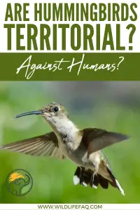 Are Hummingbirds Territorial? Against Humans? - WildLifeFAQ