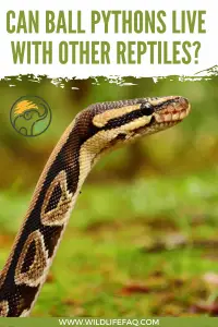 Can Ball Pythons Live With Other Reptiles? - WildLifeFAQ