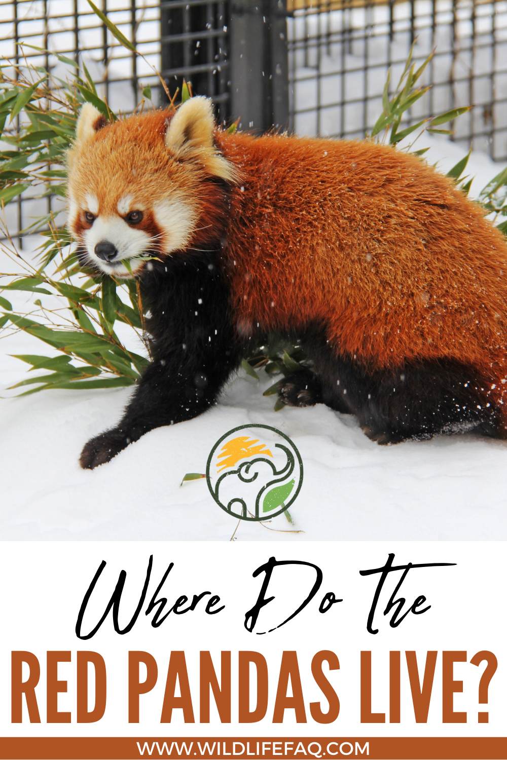 Where Do The Red Pandas live? - WildLifeFAQ