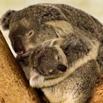 a baby koala sleeps securely in its mothers arms 2021 08 31 04 06 22 utc