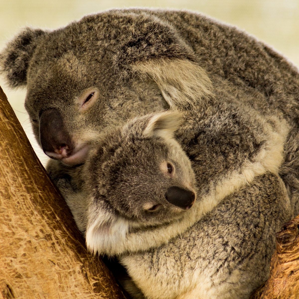a baby koala sleeps securely in its mothers arms 2021 08 31 04 06 22 utc scaled e1651177794756