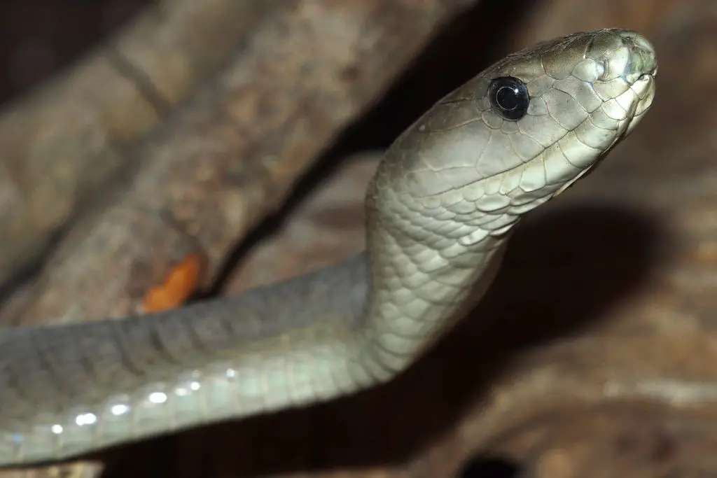 black mamba chobe national park botswana 2022 03 09 03 03 51 utc