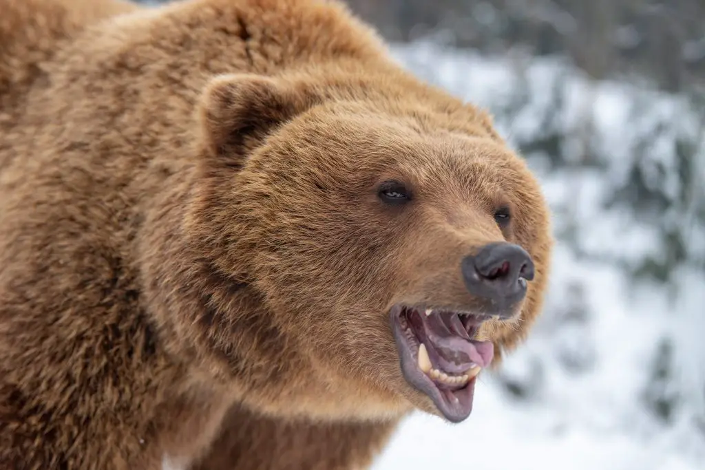 close bear portrait 2021 08 26 15 56 02 utc