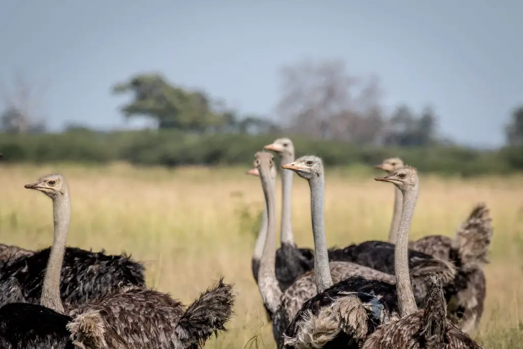 close up of a group of ostriches 2021 08 26 16 01 38 utc