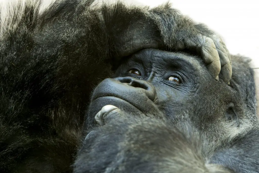 close up of gorilla with expressive face and pose 2021 08 26 16 22 40 utc