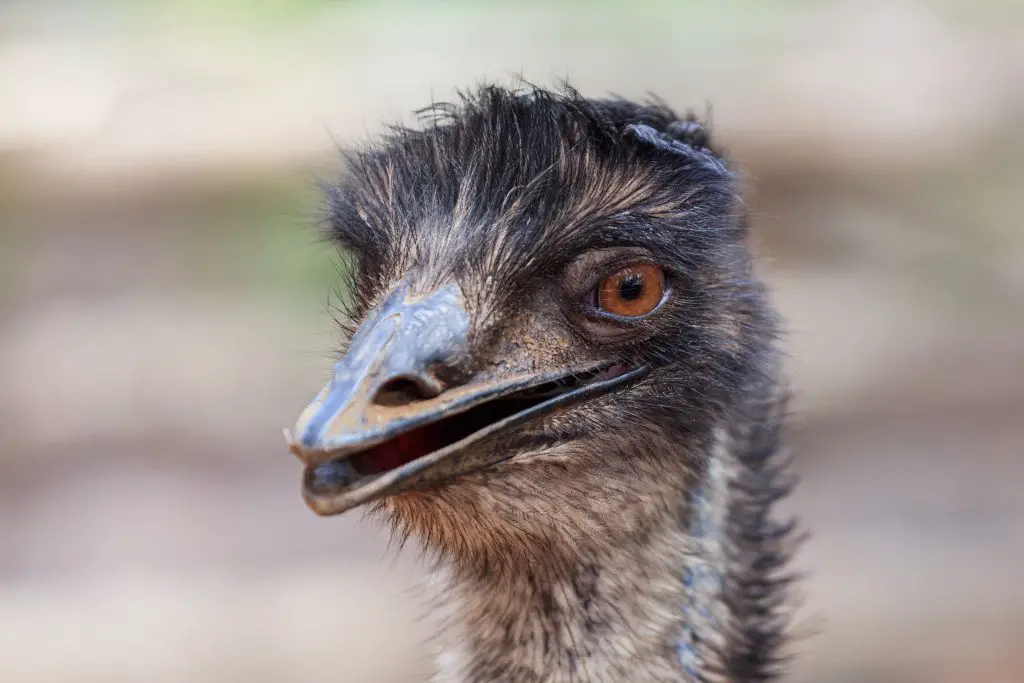 close up ostrich head 2021 08 27 09 29 08 utc