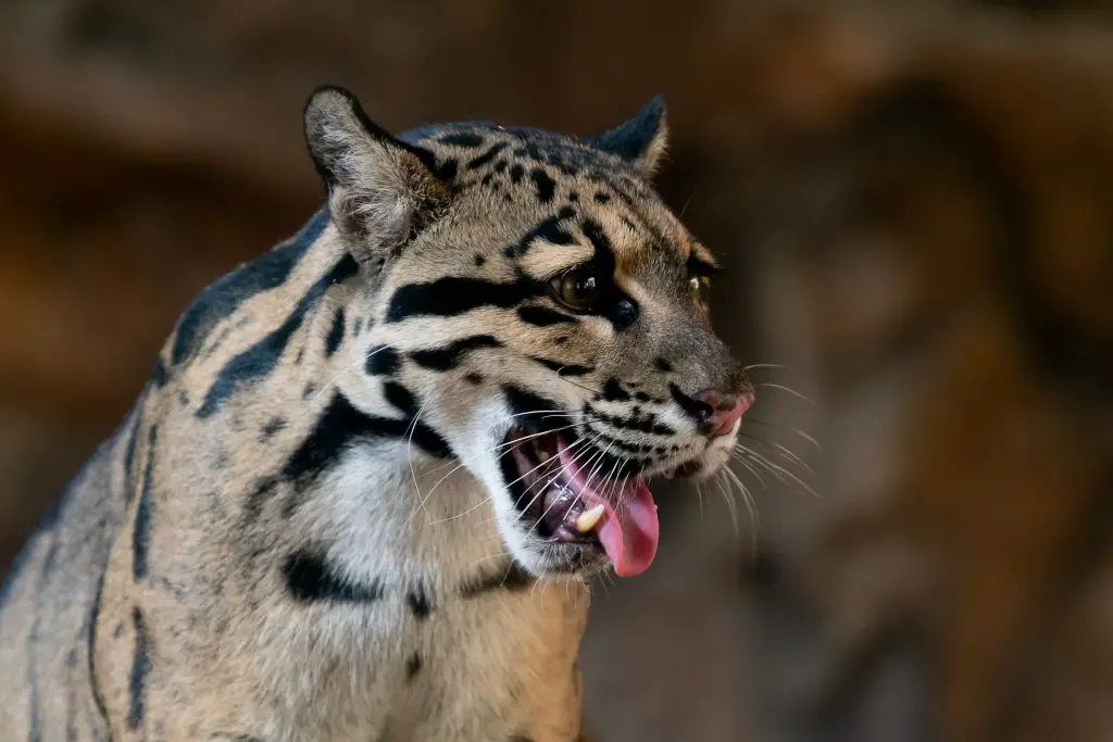 clouded leopard close up portrait in zoo 2021 08 27 17 17 50 utc 1