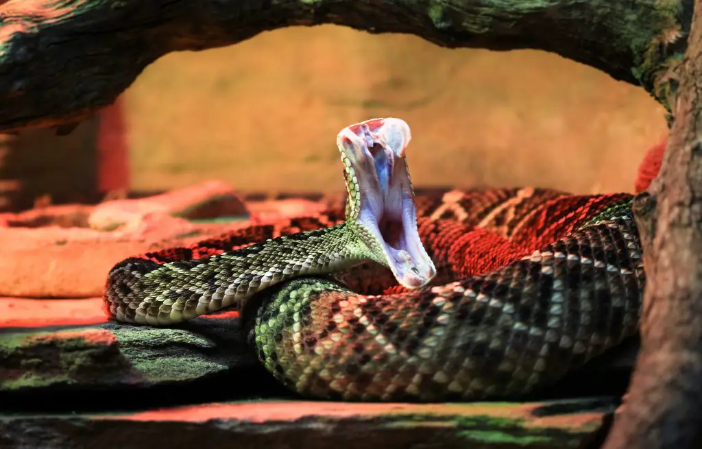 eastern diamondback rattlesnake striking 2021 08 26 20 15 01 utc