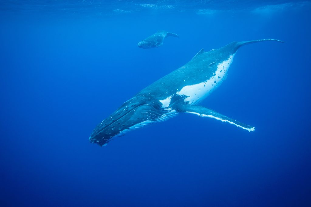 Humpback whales swimming underwater