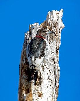 Red-Headed Woodpecker, Bird, Perched
