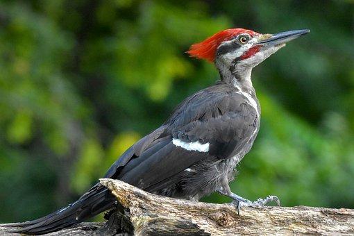 Pileated Woodpecker, Bird, Perched
