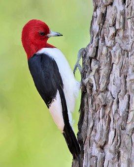 Red-Headed Woodpecker, Bird, Animal