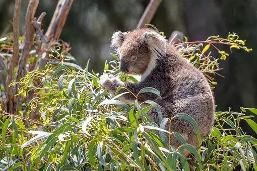 Figure: Koala on eucalyptus leaves