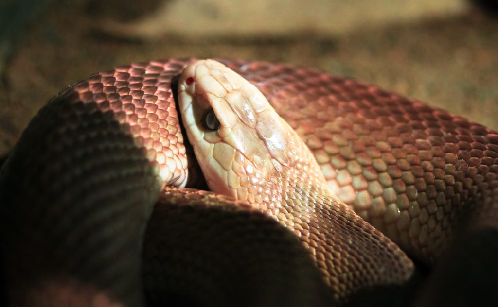 inland taipan snake up close in australia 2021 08 26 20 15 02 utc