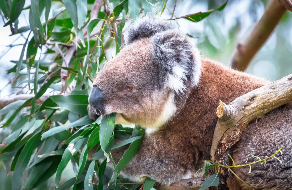 koala eating eucalyptus leaves 2021 08 26 20 15 01 utc
