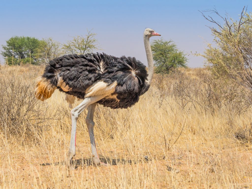 Male ostrich in the kalahari