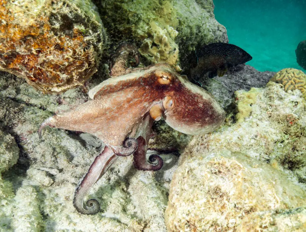 Octopus swimming at underwater reef