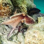 Octopus swimming at underwater reef