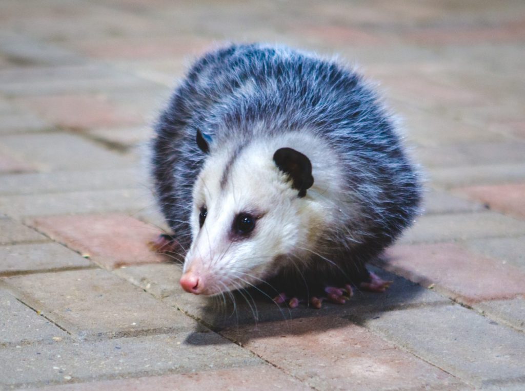 opossum 2021 08 30 03 11 31 utc scaled e1650626599496