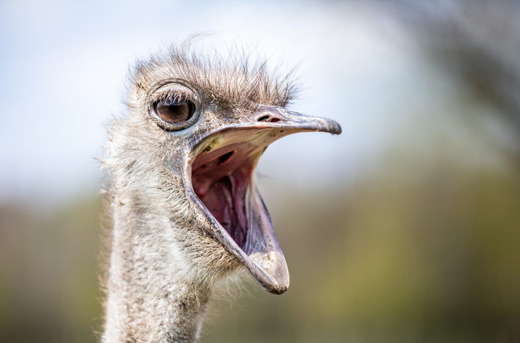 Ostrich with mouth wide open 2021 09 03 06 27 17 utc