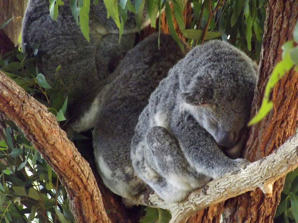 sleeping koalas 2021 08 29 14 16 33 utc