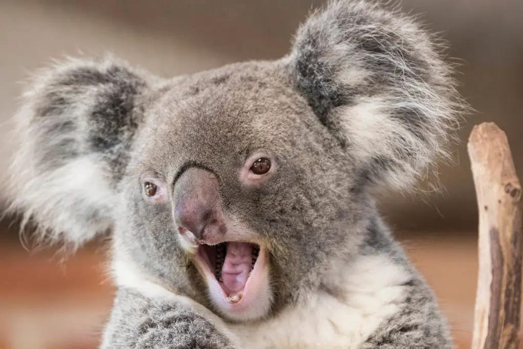 smiling koala 2021 08 30 05 06 56 utc