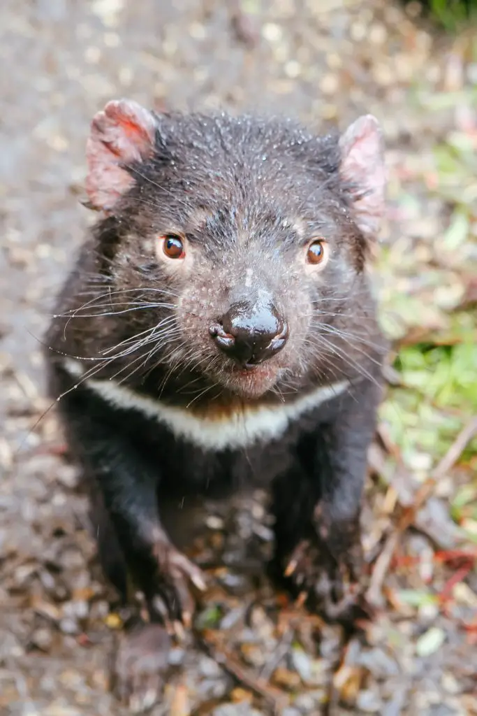 tasmanian devil in tasmania australia