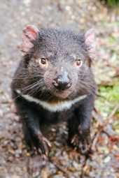 tasmanian devil in tasmania australia scaled e1649625641198