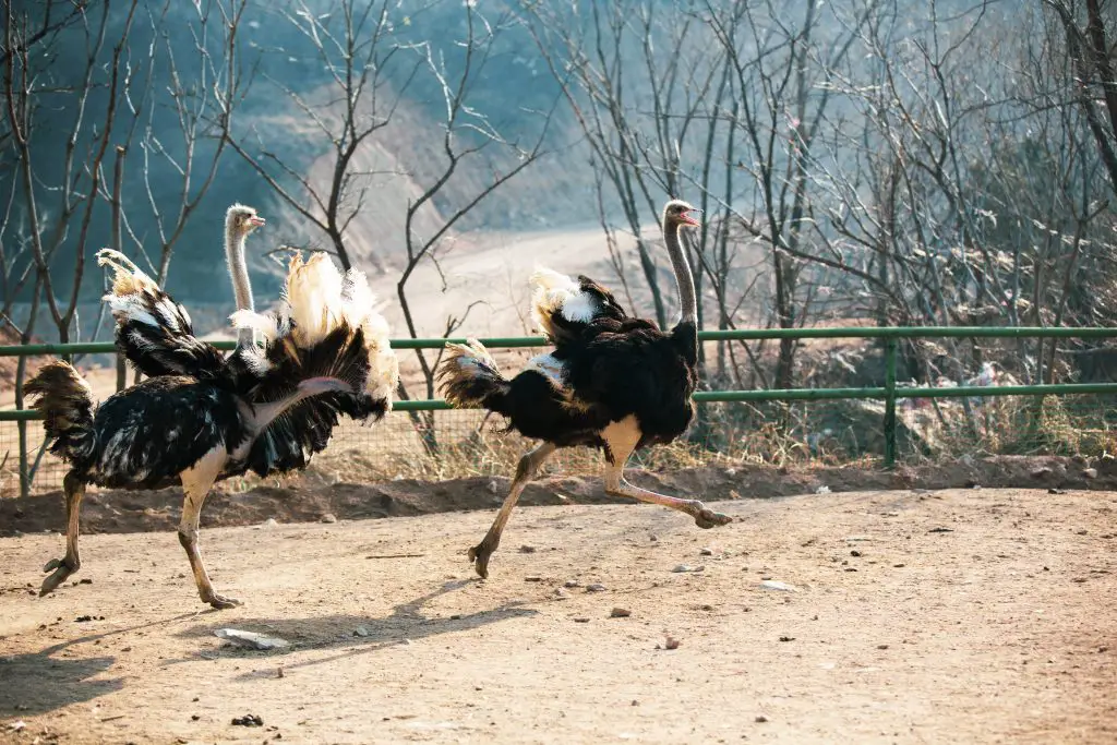 two ostriches running in the zoo 2022 03 29 08 07 07 utc