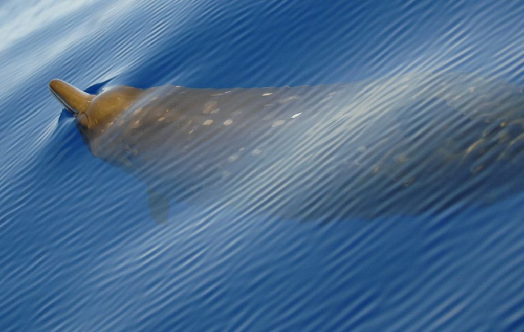 1200px Beaked Whale