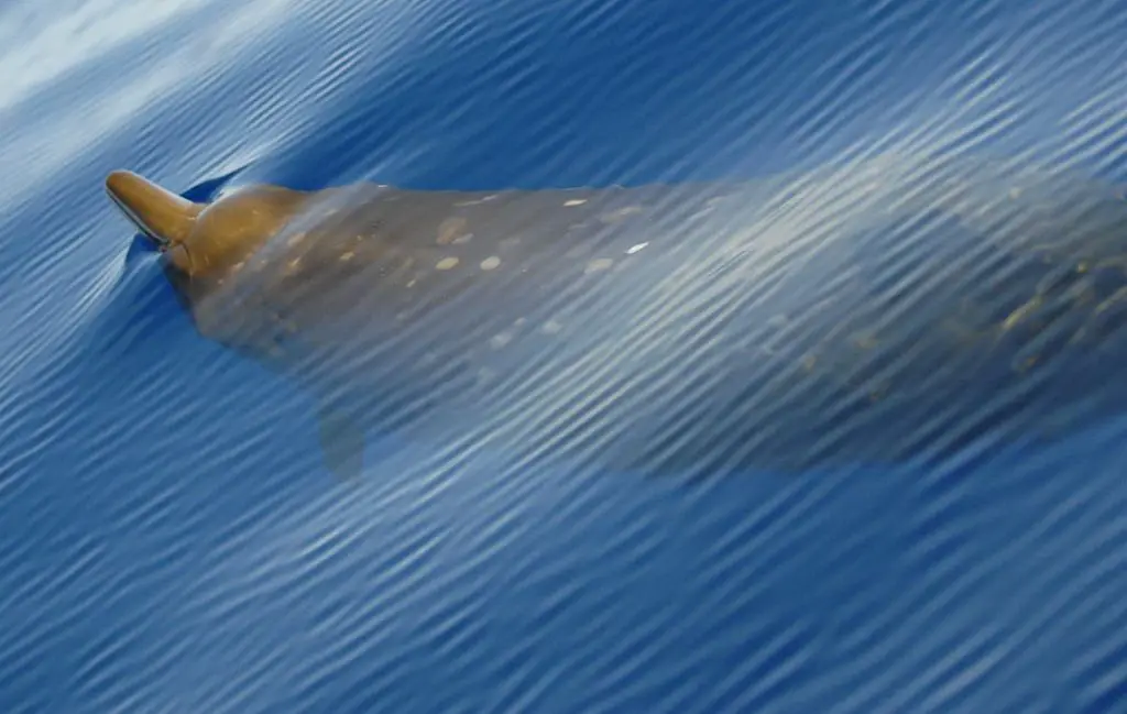 1200px Beaked Whale